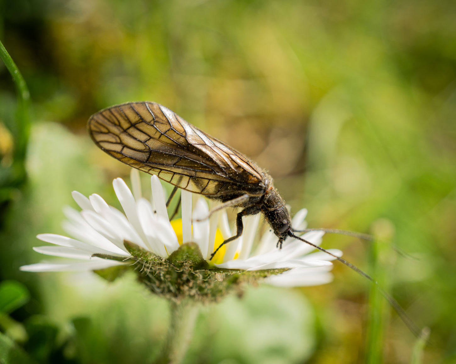 Managing insects-and-diseases in-your-garden
