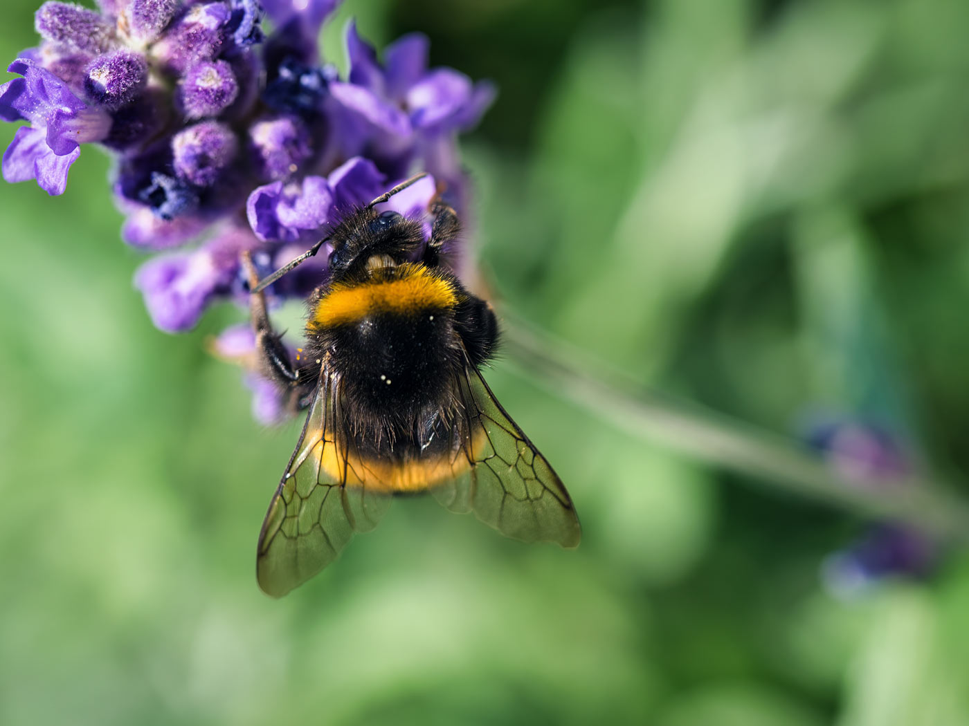 Straw Pollinators for your garden