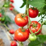 5 foolproof ways to water tomato plants in your garden