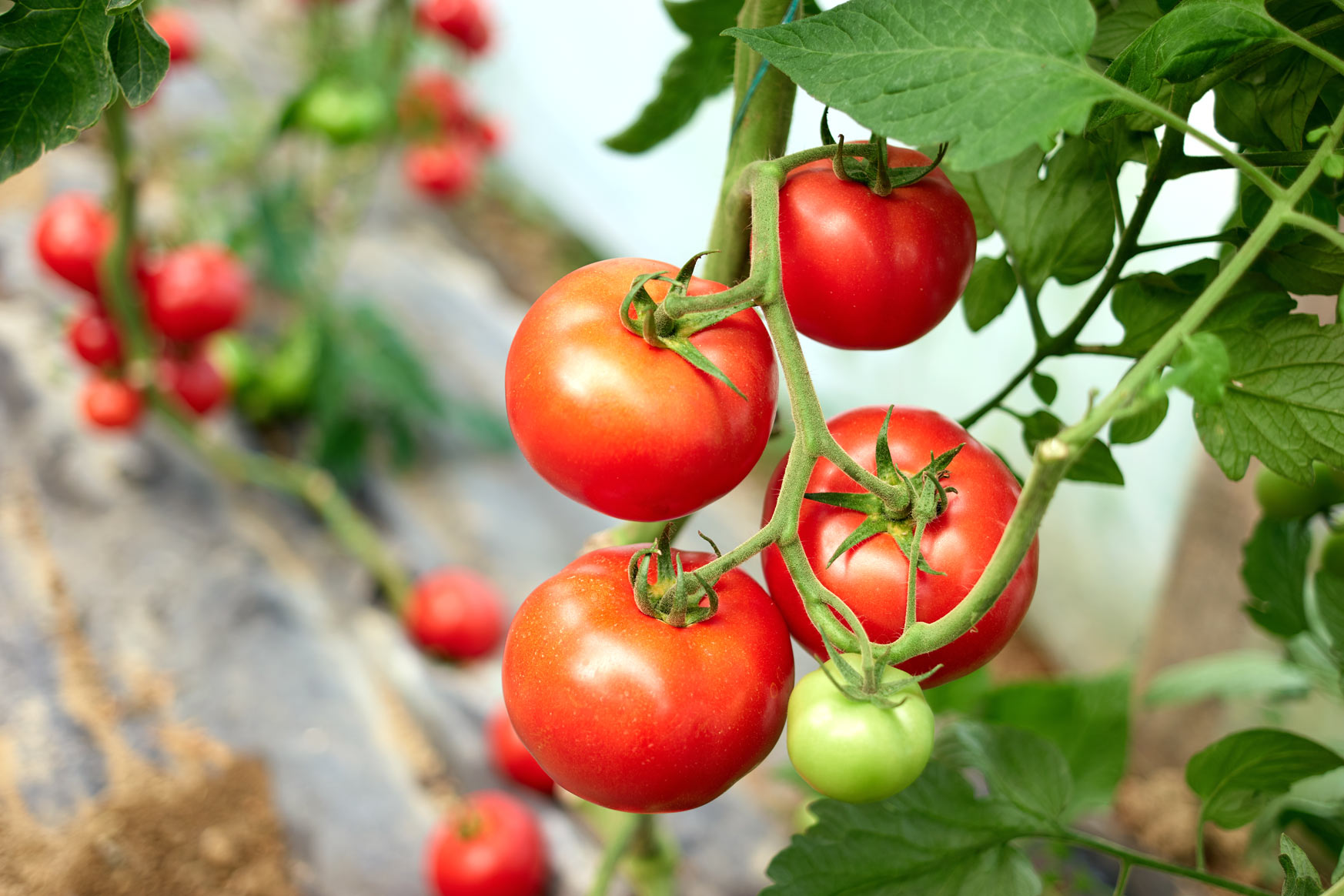 5 foolproof ways to water tomato plants in your garden