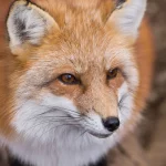 Keep your garden Fox-Free: 7 incredible tips you must know!