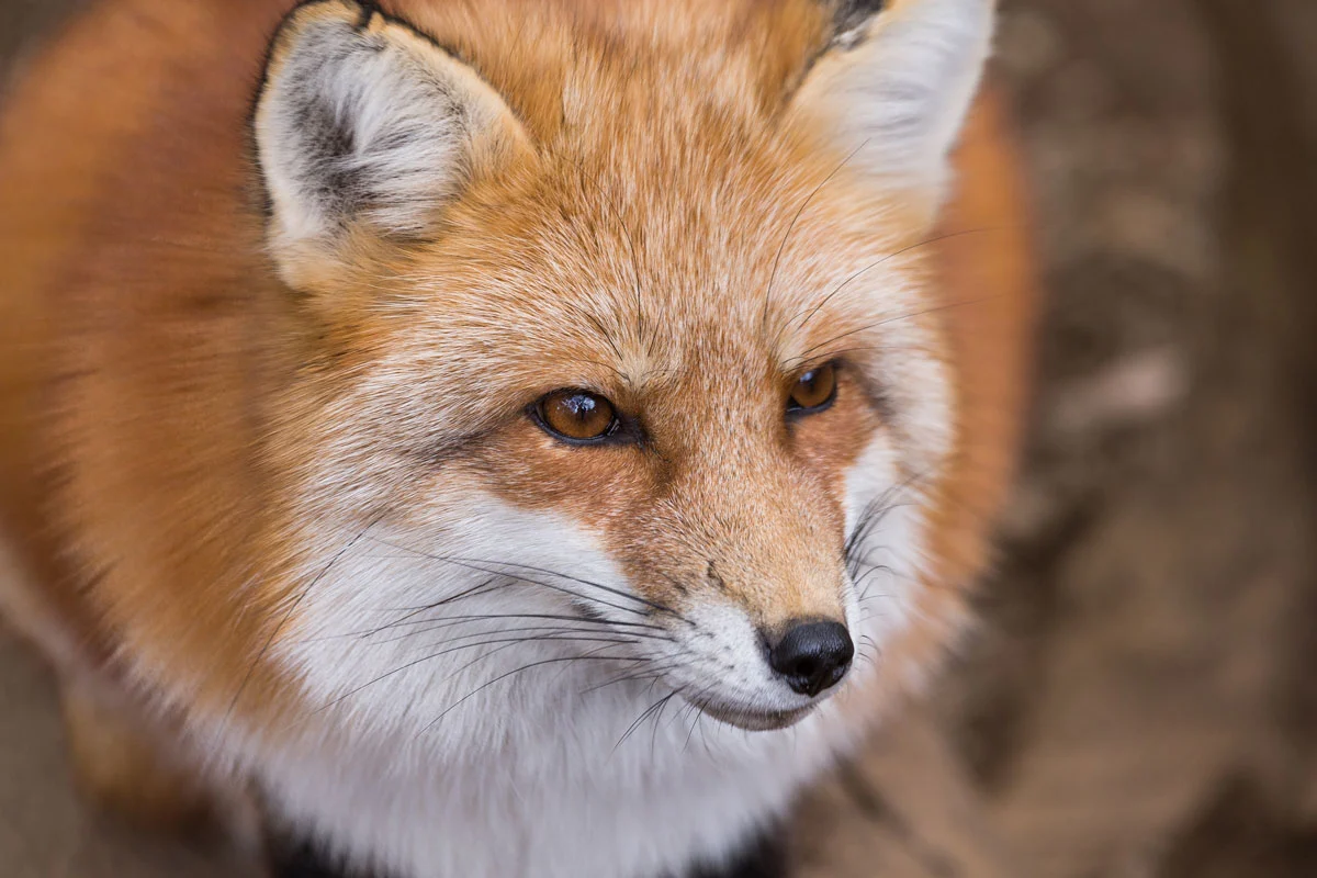 Keep your garden Fox-Free: 7 incredible tips you must know!