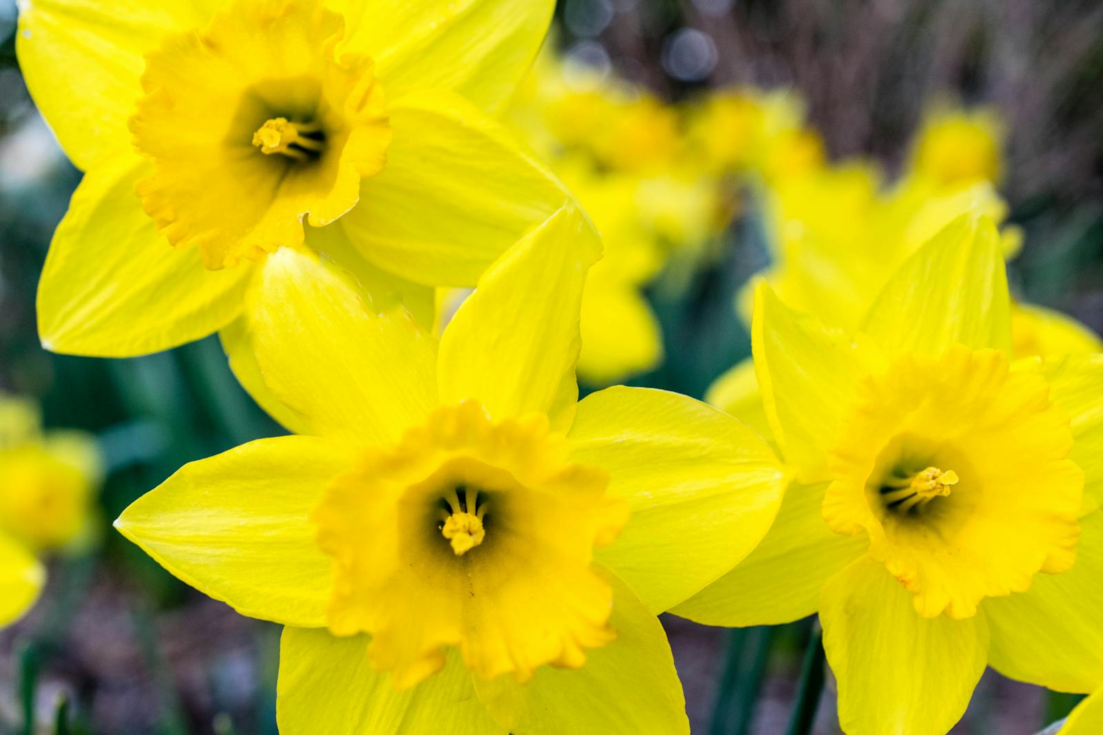 Daffodils: Daffodils Yellow Flowers
