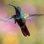Winter Feeding Dilemma: Should Hummingbird Feeders Stay or Go?