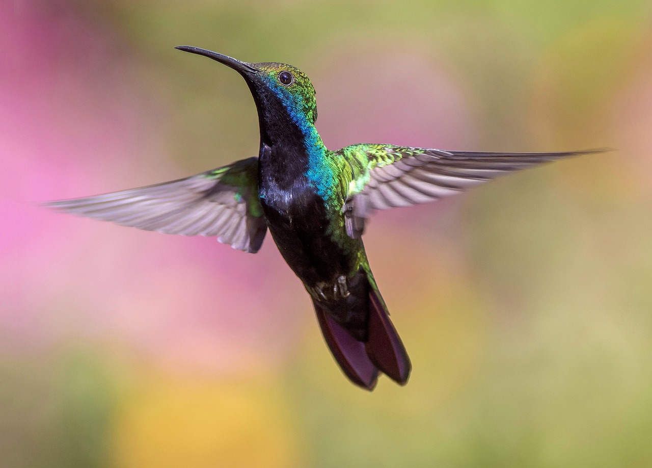 Winter Feeding Dilemma: Should Hummingbird Feeders Stay or Go?