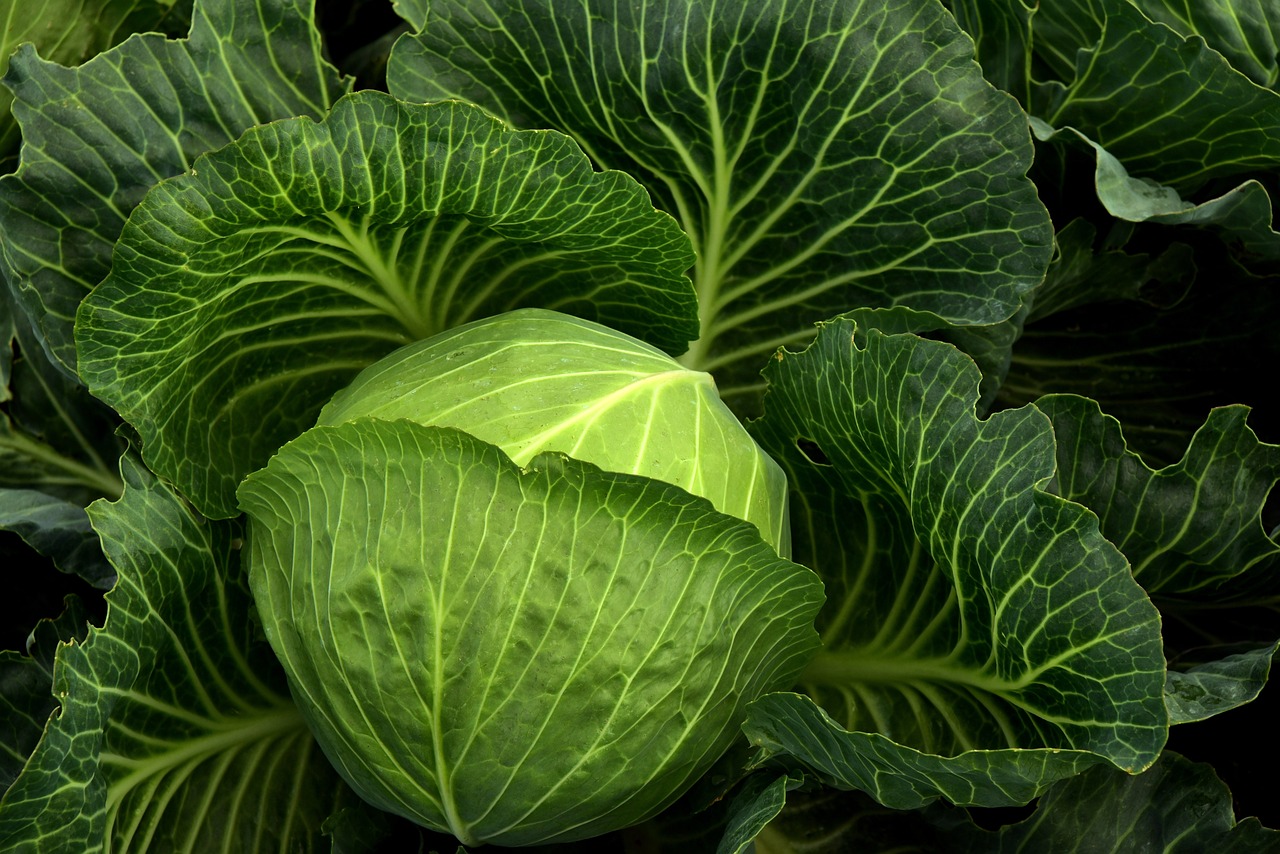 From Seed to Plate: Mastering Summer Cabbage Growth for Abundance
