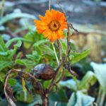 Boost Your Garden's Health and Growth: Essential January Gardening Tasks for Disease Prevention