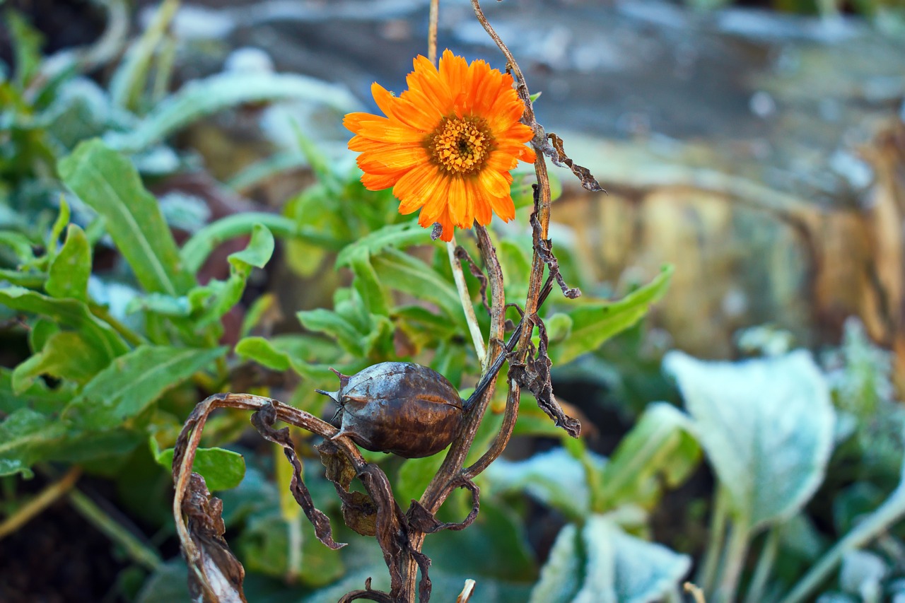 Boost Your Garden's Health and Growth: Essential January Gardening Tasks for Disease Prevention