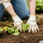 fertilizer for your vegetable garden