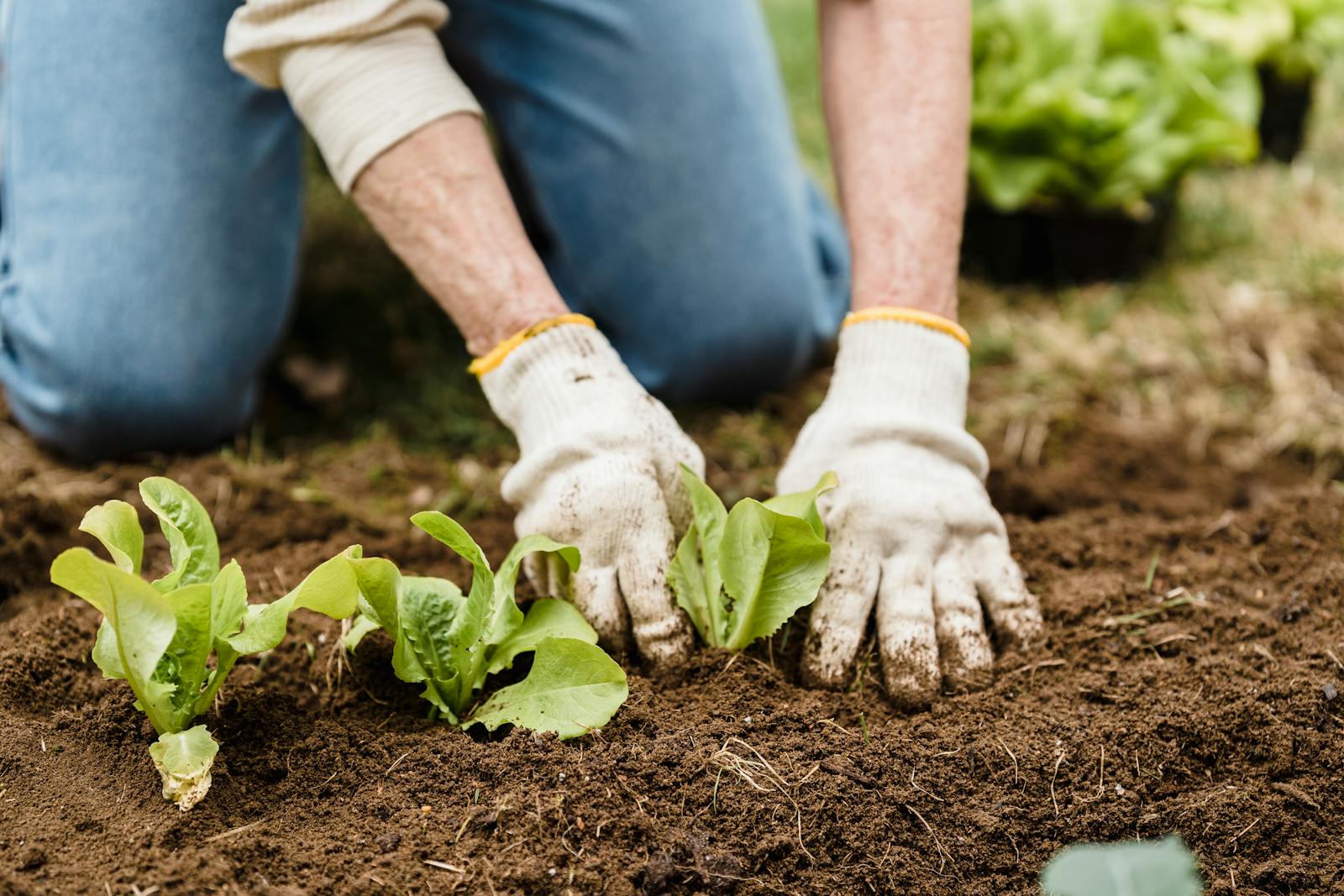 fertilizer for your vegetable garden