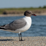 laughing gull: an introduction to a frequently observed seabird species, its characteristics and behaviors.