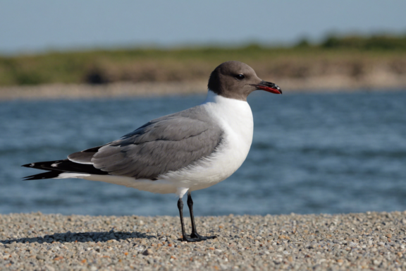 laughing gull: an introduction to a frequently observed seabird species, its characteristics and behaviors.