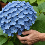 learn the best time and method for successfully rooting propagating hydrangeas with our comprehensive guide.