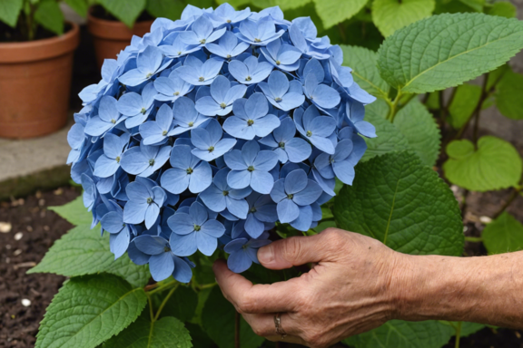 learn the best time and method for successfully rooting propagating hydrangeas with our comprehensive guide.