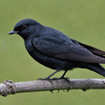 the black swift is a distinct species that should not be mistaken for the swallow