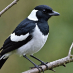 the chatty magpie is a talkative black and white bird known for its chattering and thieving habits. learn more about this intriguing bird on our website.