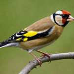 discover the colorful and elegant goldfinch bird, known for its vibrant plumage and graceful presence in nature.