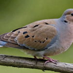 discover the gentle and melodic cooing of the mourning dove, a beloved bird known for its peaceful demeanor and soothing presence.