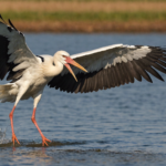 the white stork, a migratory wading bird known for its long annual migrations, is a sight to behold in its natural habitat. learn more about this graceful bird and its fascinating migration patterns.